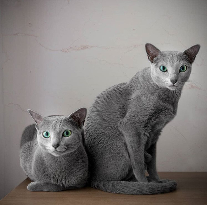 Русские голубые кошки с самыми гипнотическими зелеными глазами в мире