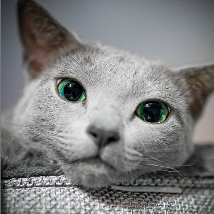 Русские голубые кошки с самыми гипнотическими зелеными глазами в мире