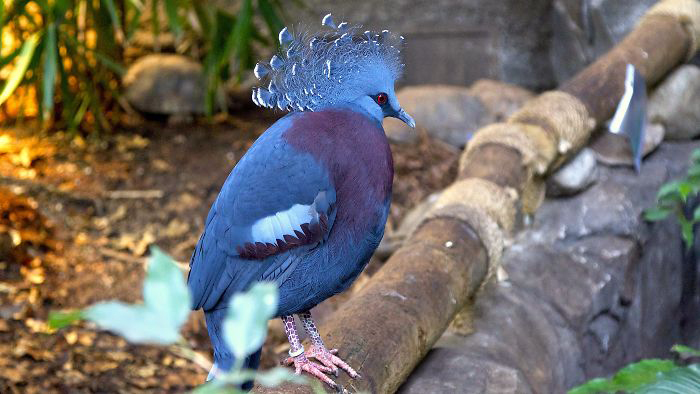 Самый красивый в мире голубь, который удивляет не только внешностью, но и весом