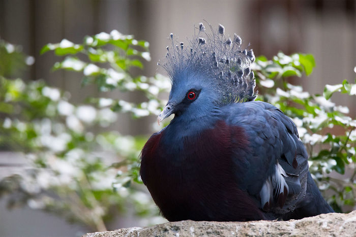 Самый красивый в мире голубь, который удивляет не только внешностью, но и весом