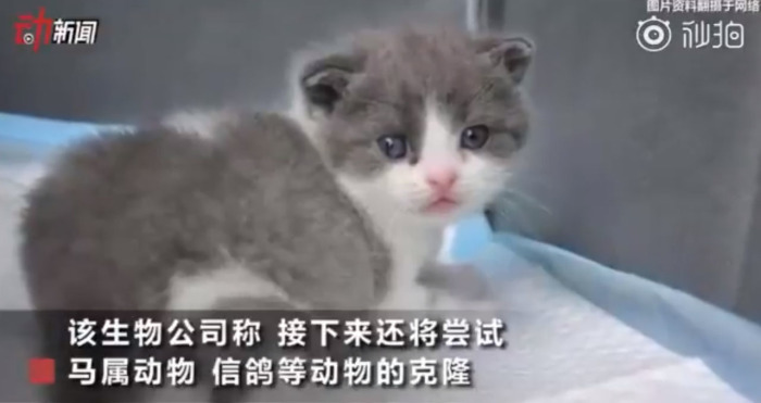 В Китае клонировали котёнка: положит ли малыш Чеснок начало прибыльному бизнесу