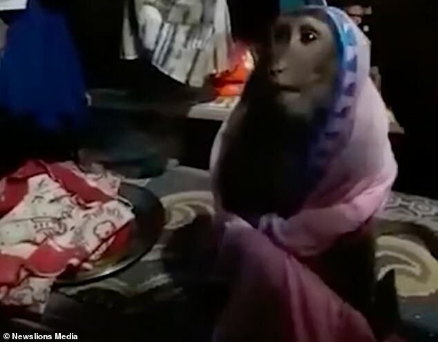 Видео: обезьяна передразнивает женщину, закутавшись в ее шаль
