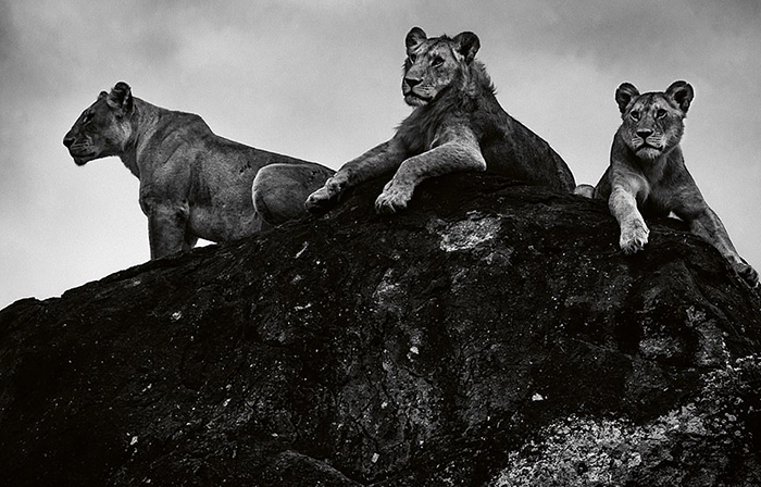 10 монохромных фотографий африканских львов в дикой природе, на которых они брутальные супергерои