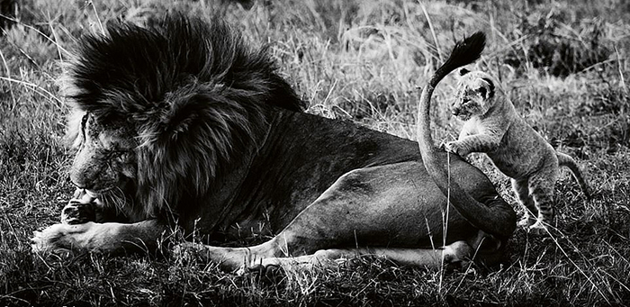 10 монохромных фотографий африканских львов в дикой природе, на которых они брутальные супергерои