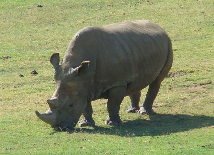 Белые носороги возвращаются: Как учёные спасли почти исчезнувший вид
