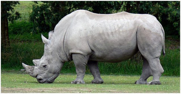 Белые носороги возвращаются: Как учёные спасли почти исчезнувший вид