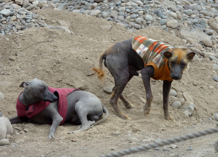 Голые перуанские собаки, которых древние считали исчадием Ада возвращаются 
