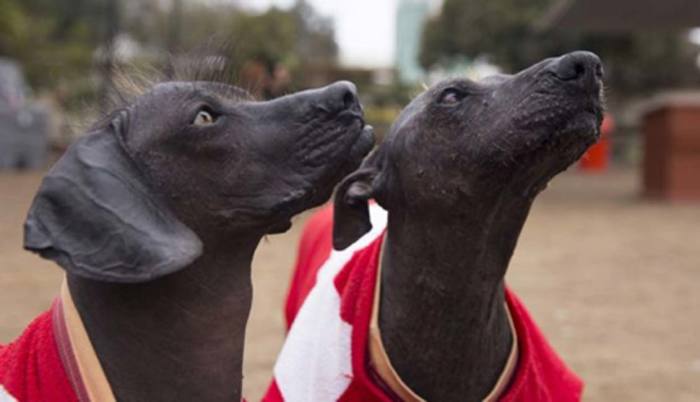 Голые перуанские собаки, которых древние считали исчадием Ада возвращаются 