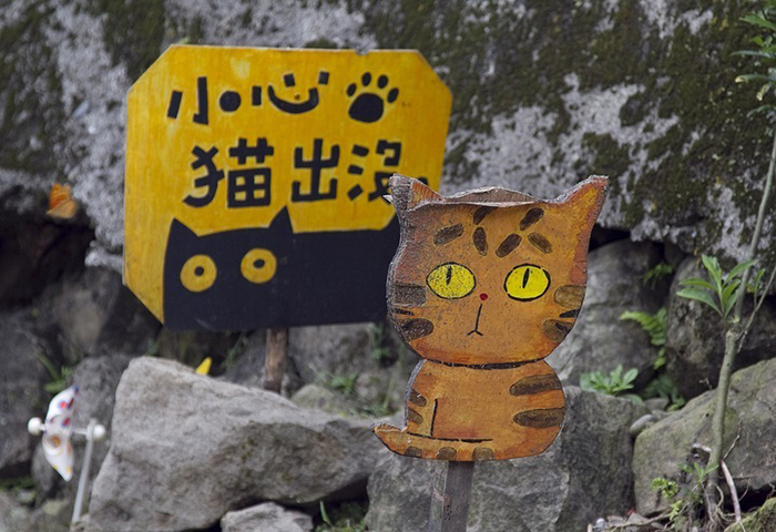 Как обычные кошки спасли деревню от запустения