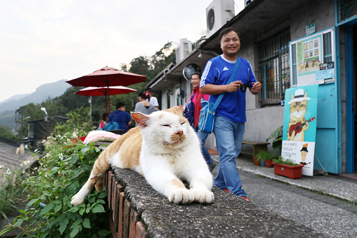 Как обычные кошки спасли деревню от запустения