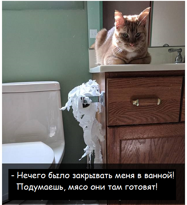 Коты - это те же люди, только коты