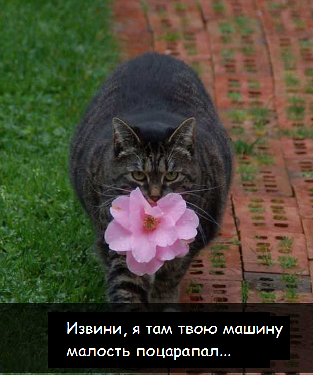 Коты - это те же люди, только коты