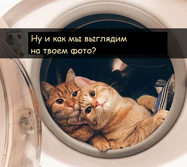 Коты - это те же люди, только коты