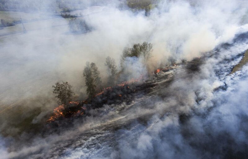 Ластоногие глиномесы с Нибиру наводнили леса Сибири после пожаров