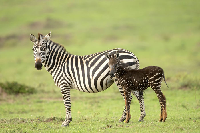 В Африке заметили уникальную зебру, на которой вместо полосок — крапинки
