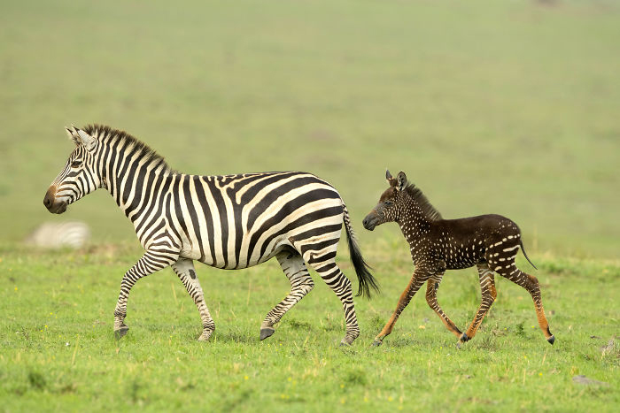 В Африке заметили уникальную зебру, на которой вместо полосок — крапинки