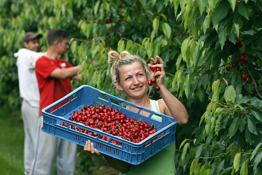 «Вишенка» на санкциях: в США заявили о снижении ЕС экспорта фруктов из-за российского эмбарго