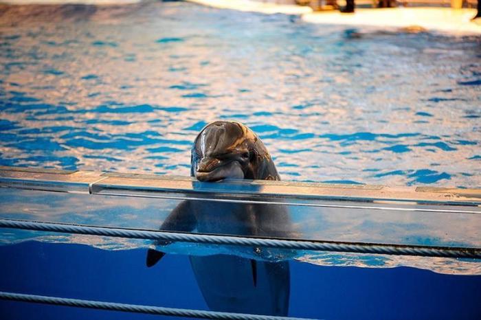 Дельфины – уникальные жители планеты Земля, права которых подтвердили несколько стран