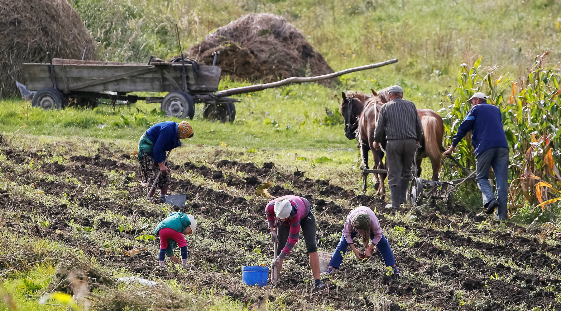 «Угроза суверенитету»: почему на Украине выступают против продажи сельскохозяйственных угодий