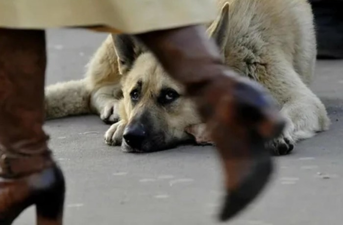 Почему в Нидерландах нет брошенных животных: «Собачья работа» для обитателей приютов