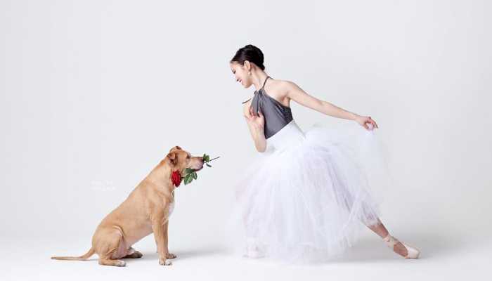 Собаки танцуют балет вместе с артистами: Совместная фотосессия, которая заставит улыбнуться