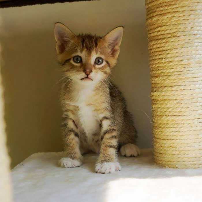 Свободолюбивый котик выпускает на свободу питомцев приюта