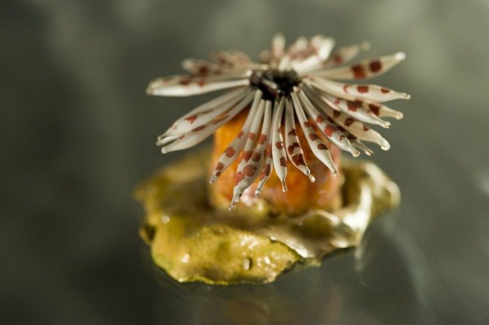 Стеклянные цветы и морские существа: фантастические модели мастеров XIX века