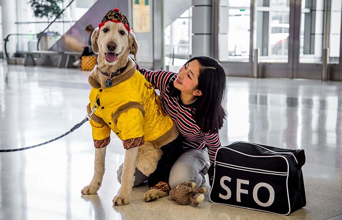 Что делают в аэропорту Сан-Франциско 22 собака и одна свинья