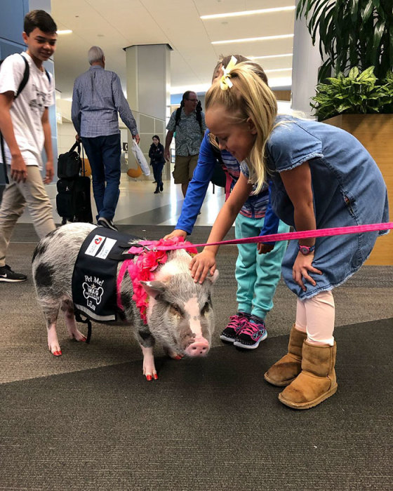 Что делают в аэропорту Сан-Франциско 22 собака и одна свинья