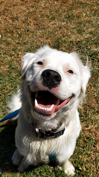 Как глухой и слепой пёс Широ помогает животным, которых предали люди