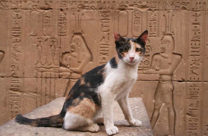  Почему кошка в древности считалась священным животным, или Где, когда и как отмечается День кошки в наше время