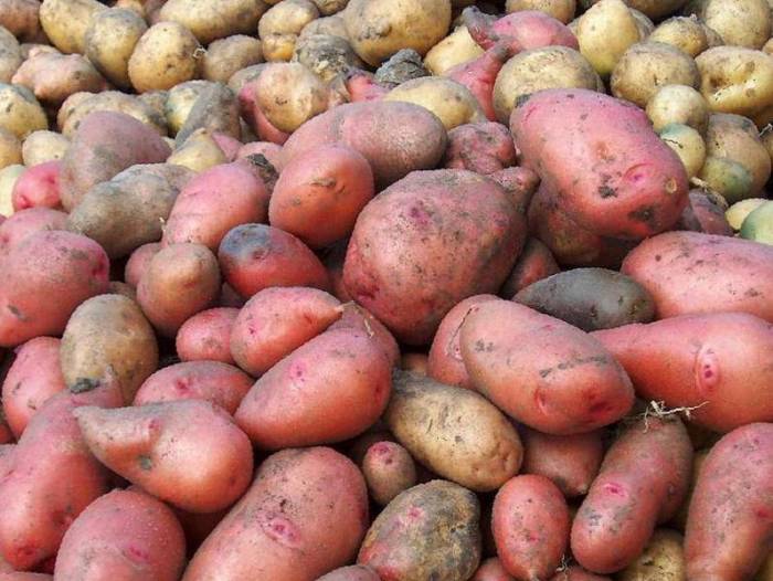Чем отличаются розовый и белый картофель: что подойдет для жарки, а что - для пюре