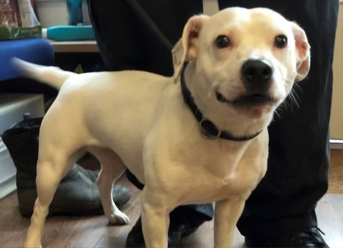 Как голливудская улыбка стаффордшира разрушила стереотипы и спасла жизнь бездомному псу