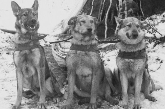 Как собаки помогали солдатам во время войны: Обезвреженные снаряды, спасённые жизни и другие подвиги