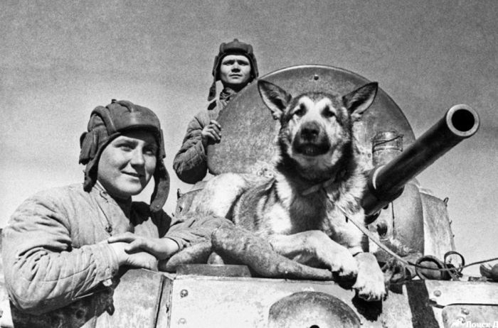 Как собаки помогали солдатам во время войны: Обезвреженные снаряды, спасённые жизни и другие подвиги