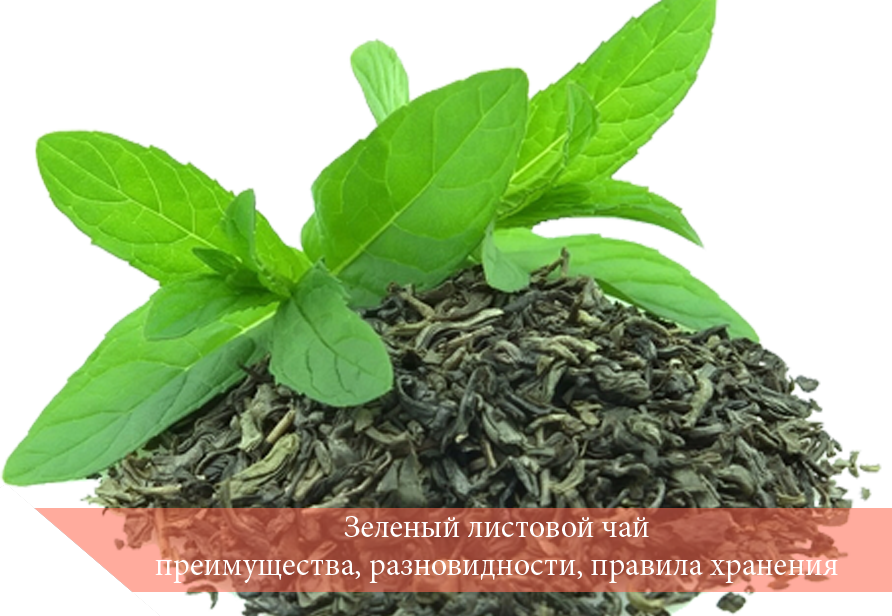 Зеленый листовой чай: преимущества, разновидности, правила хранения