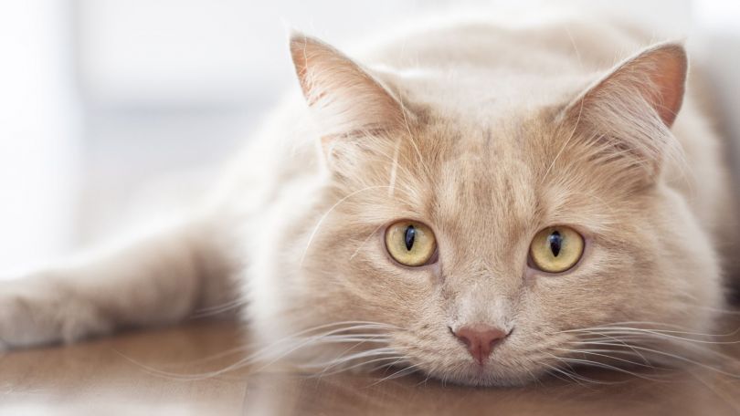 5 фактов: чем отличаются потребности в питании человека и кота?